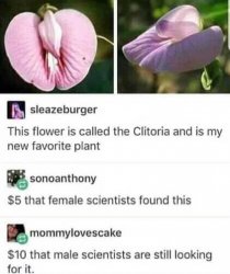 Clitora flower Meme Template