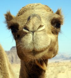 Camel Nose Meme Template