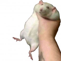Fat Rat Grabbed Meme Template