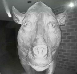 Pig staring at doorbell Meme Template