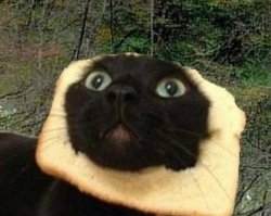 Funny Bread Cat UwU Meme Template