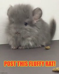 fluffy rat Meme Template