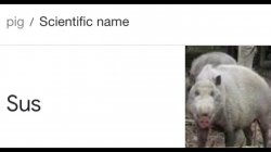 Scientific name for pig Meme Template