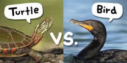 Turtle-Bird Meme Template