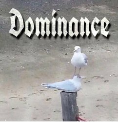 Dominance Bird Meme Template