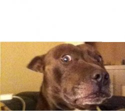 WDF Dog Meme Template