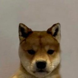 Doggo Meme Template