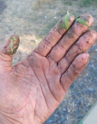 Sticky marihuana harvest hand Meme Template