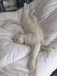 Cat sleeping weird pose Meme Template