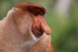 Big nose monkey Meme Template