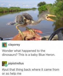 Baby blue heron Meme Template