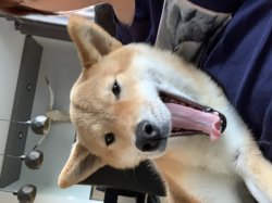 Kumi the shiba Meme Template