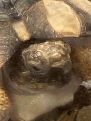 Tort Meme Template