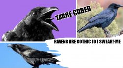 my raven temp ha Meme Template