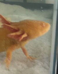 Happy the axolotl 2 Meme Template