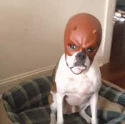 Daredevil dog Meme Template