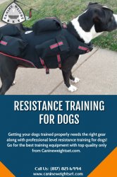 Resistance training for dogs Meme Template