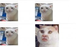 Sad Sad Sad WTF Cats Meme Template
