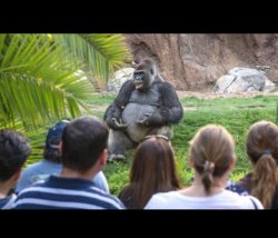 Gorilla lecture Meme Template