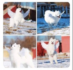 Flying dog Meme Template