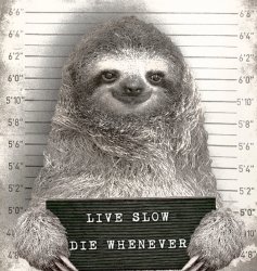 Sloth mugshot Meme Template