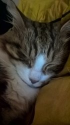 Gizmo (my cat) 2 Meme Template