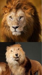 sexy vs dumb lion Meme Template