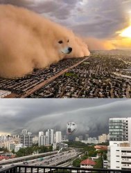 Dust Storm Dog Meme Template