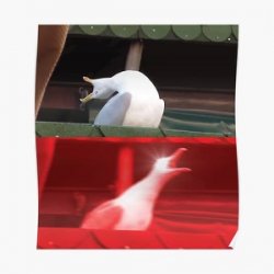 bird scream Meme Template