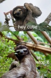 Sloth hey cutie Meme Template