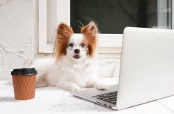 Cute Office Dog Meme Template