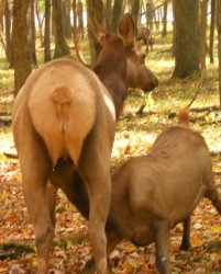 Elk Butt Meme Template
