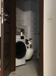 Athena The Cat On Toilet Meme Template