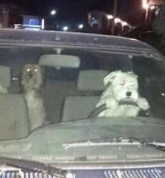 dogs driving Meme Template