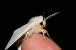 moth Meme Template