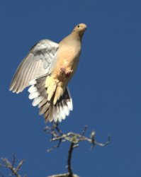 One wing dove Meme Template
