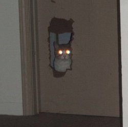 Cat staring through the door Meme Template