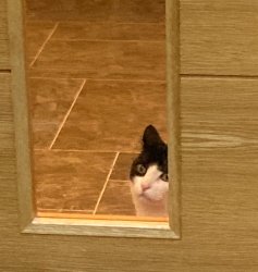 Cat looking through door in shock Meme Template
