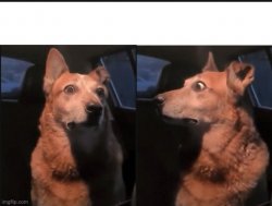 Nervous Dog Meme Template