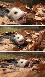 Possum in a pile of leaves Meme Template