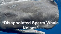 Disappointed Sperm Whale Noises Meme Template
