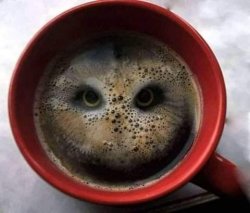 Owl Coffee Meme Template