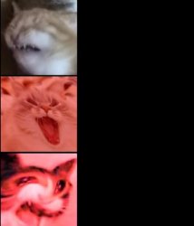 Cat angry Meme Template