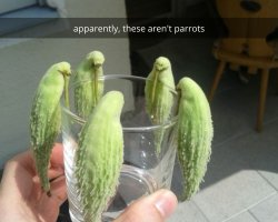 unsee juice Meme Template