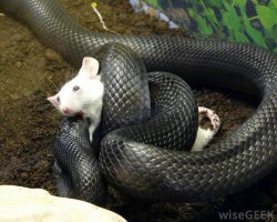 Snake and mouse Meme Template