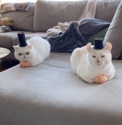 cats with hands and hats Meme Template