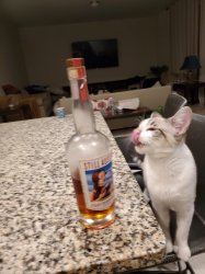 Whiskey Cat Meme Template