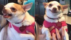 Angry Calm Chihuahua Meme Template