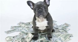 Money with Bulldog Meme Template