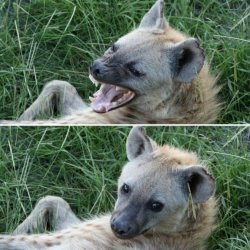 Hyena Meme Template